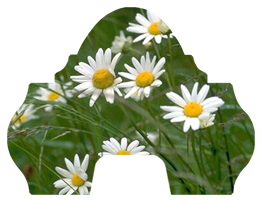 DARAY-L-021 Field of Daises